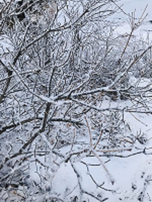 枝が霜で真っ白
