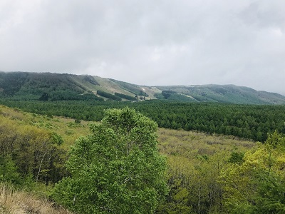 昨日は雨で肌寒く 雑草だと思っていたアカツメクサにはそんな効果が 信州リゾートサービス株式会社