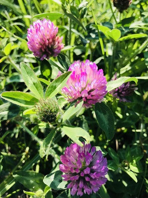 昨日は雨で肌寒く 雑草だと思っていたアカツメクサにはそんな効果が 信州リゾートサービス株式会社