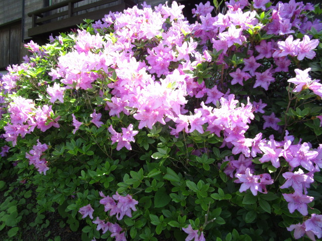 ツツジがきれい からの野イチゴ 信州リゾートサービス株式会社