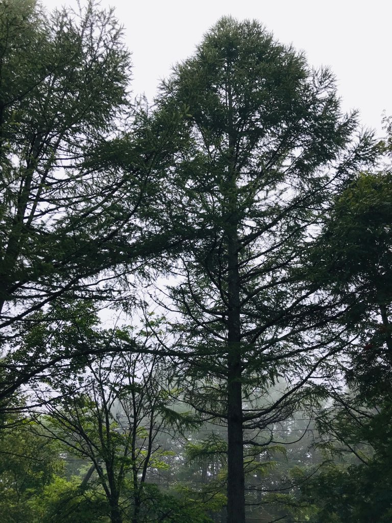 湿度９９ とは 信州リゾートサービス株式会社